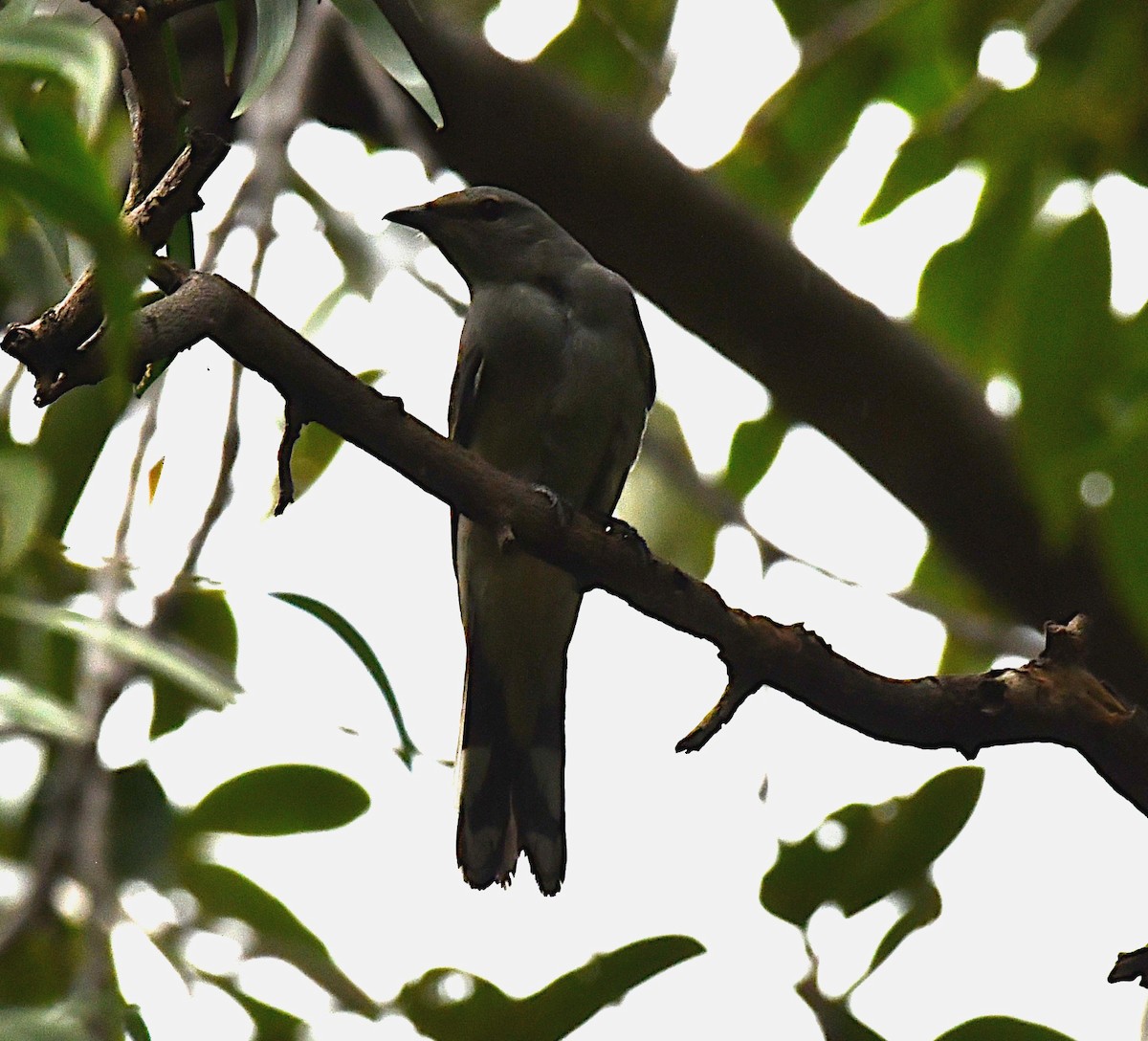 Kara Kanatlı Tırtılyiyen - ML644356314