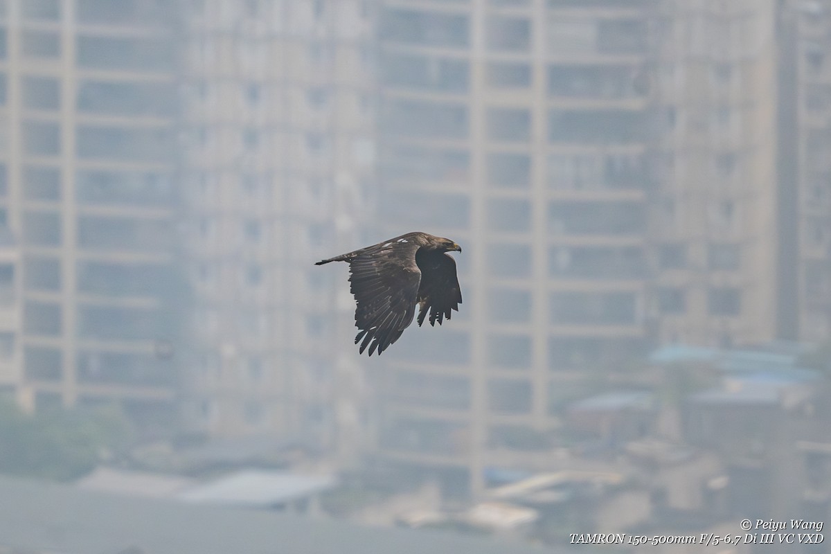 Aigle impérial - ML644356333