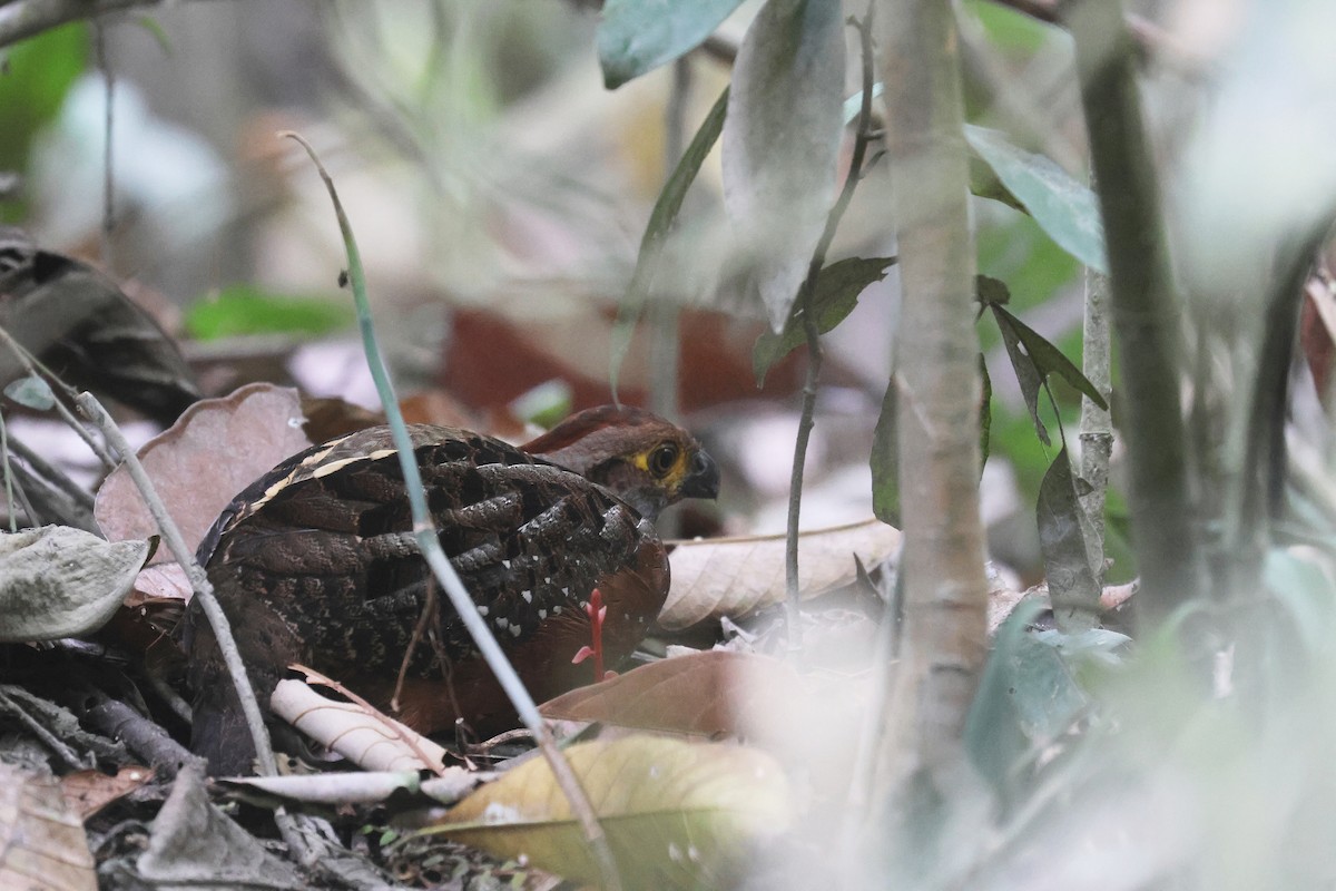 stjernetannvaktel - ML644356341