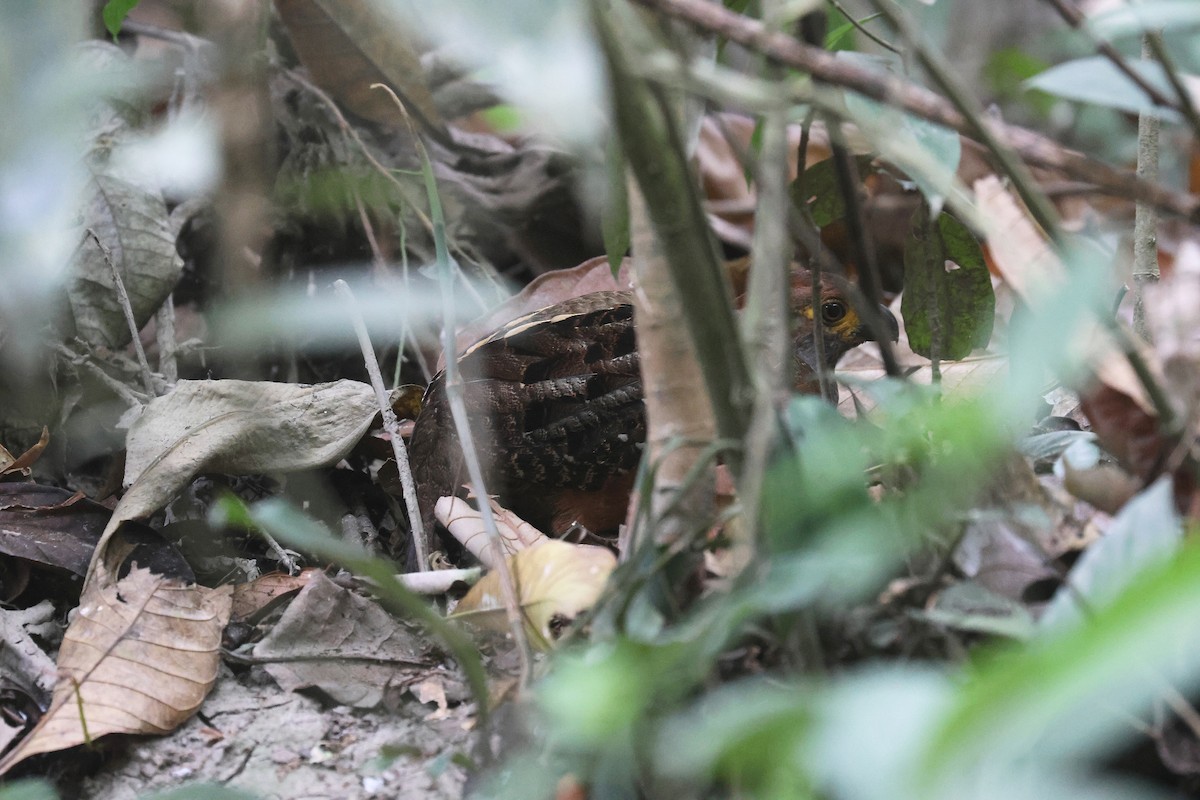 stjernetannvaktel - ML644356342