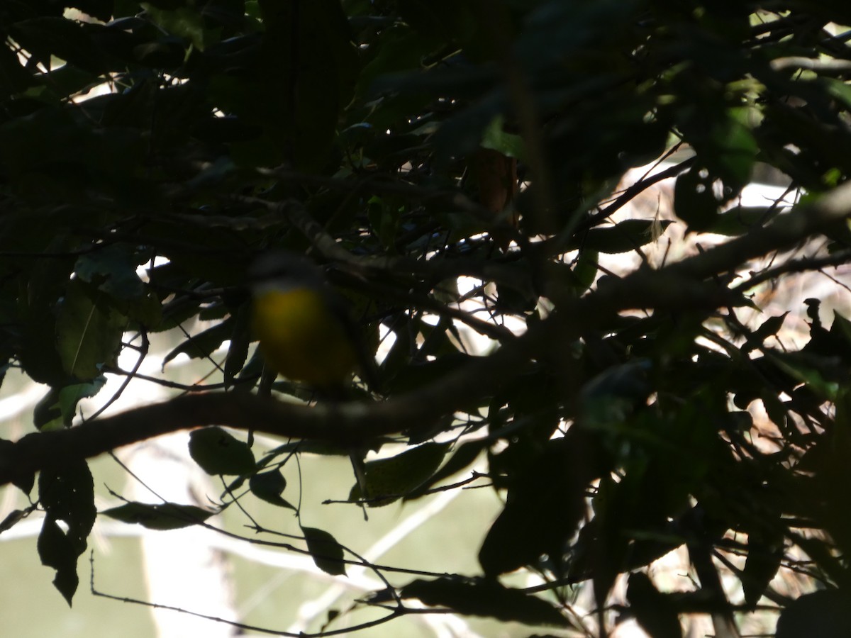 Doğulu Sarı Bülbül - ML644356348