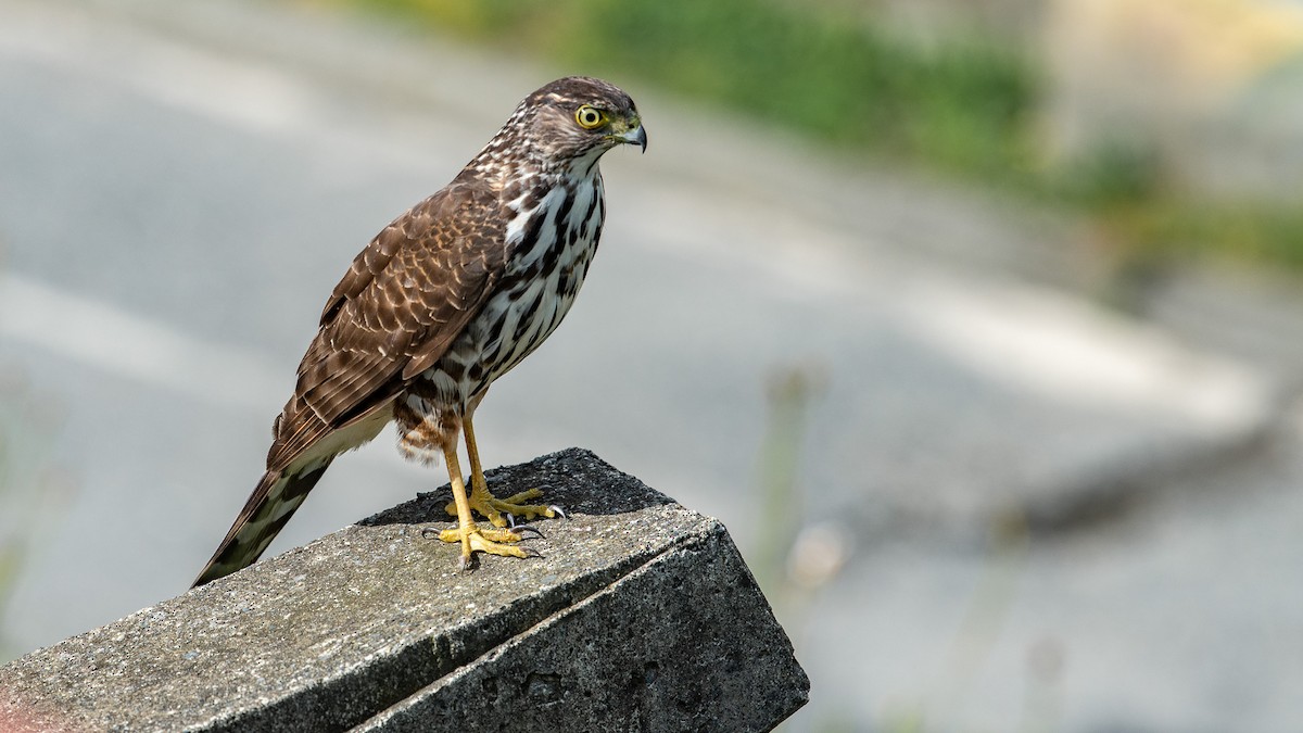 Chilean Hawk - ML644356353