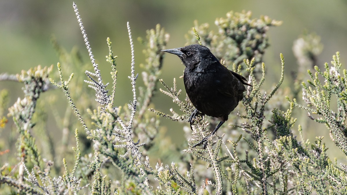 Austral Blackbird - ML644356360
