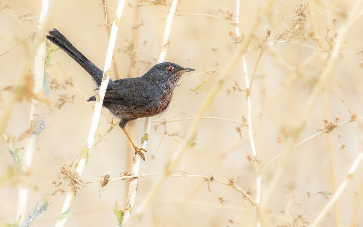 Dartford Warbler - ML644356373