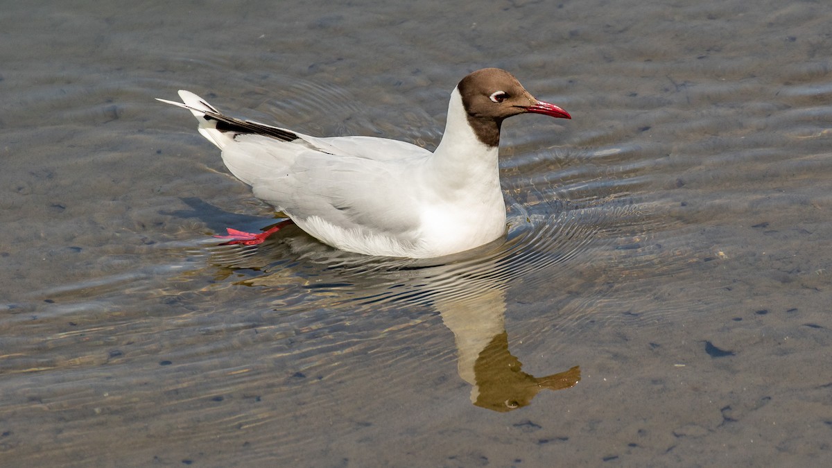 Brown-hooded Gull - ML644356374