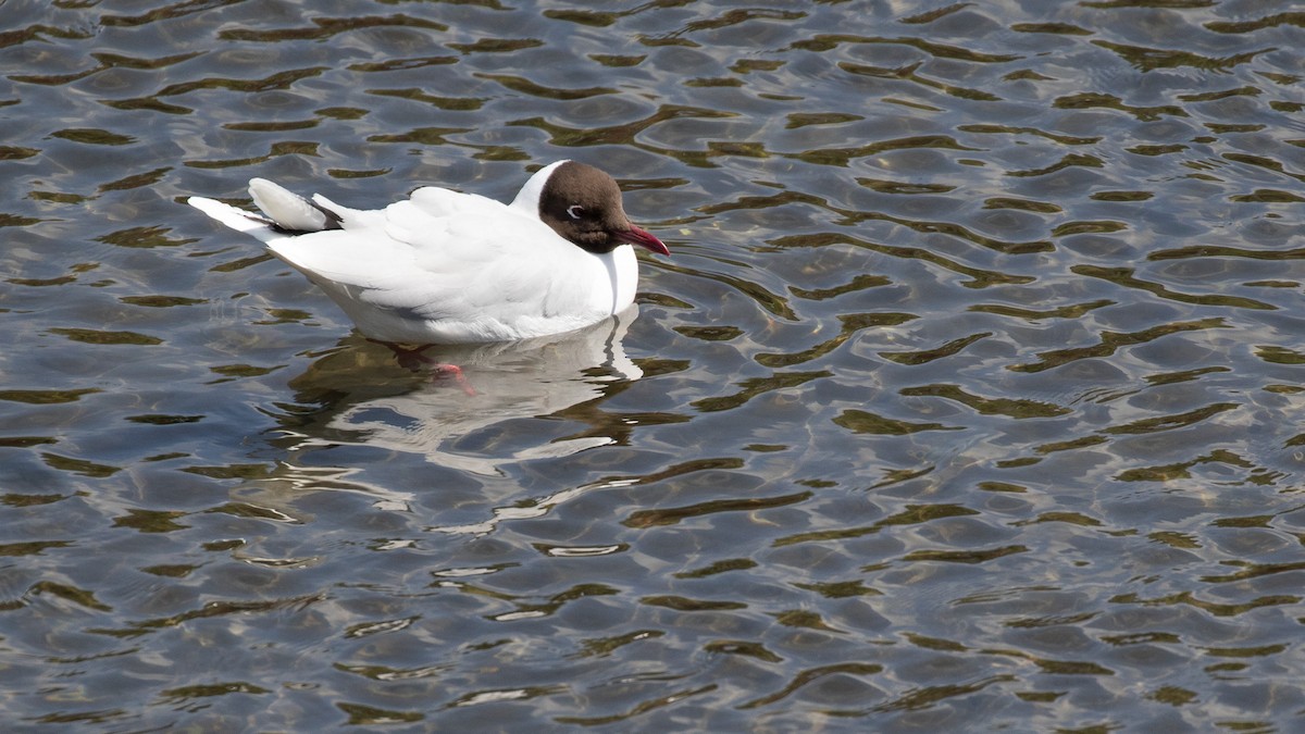 Brown-hooded Gull - ML644356375