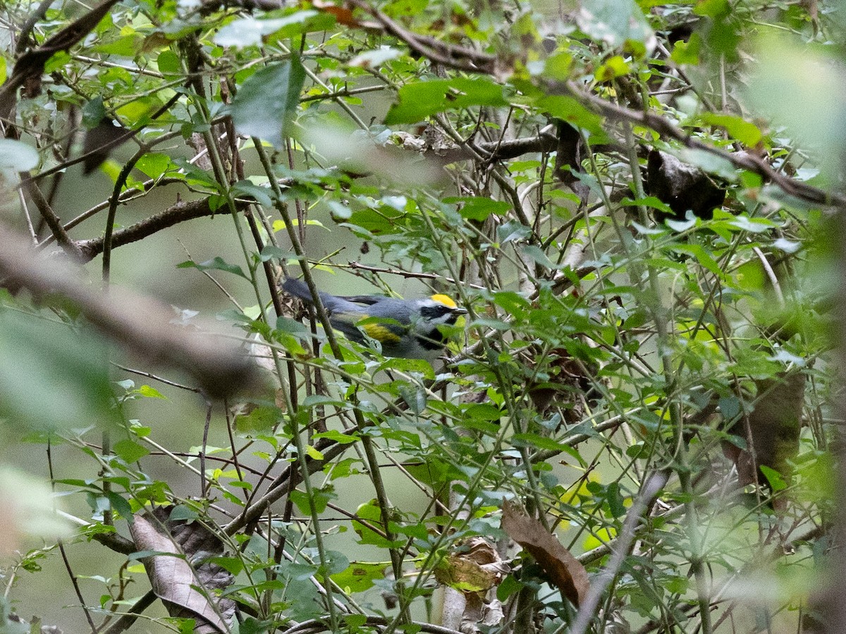 Червоїд золотокрилий - ML644356380