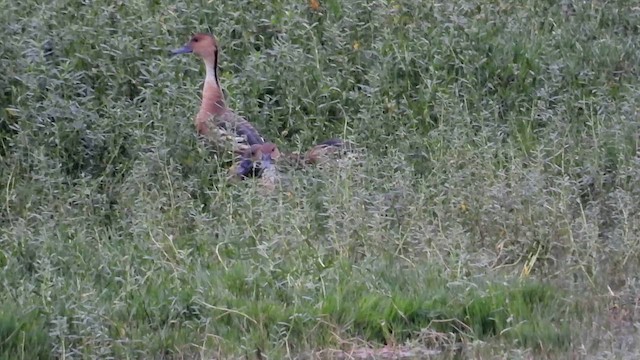 Fulvous Whistling-Duck - ML644356381