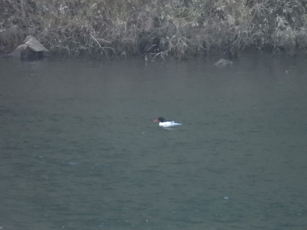 Крех китайський - ML644356390