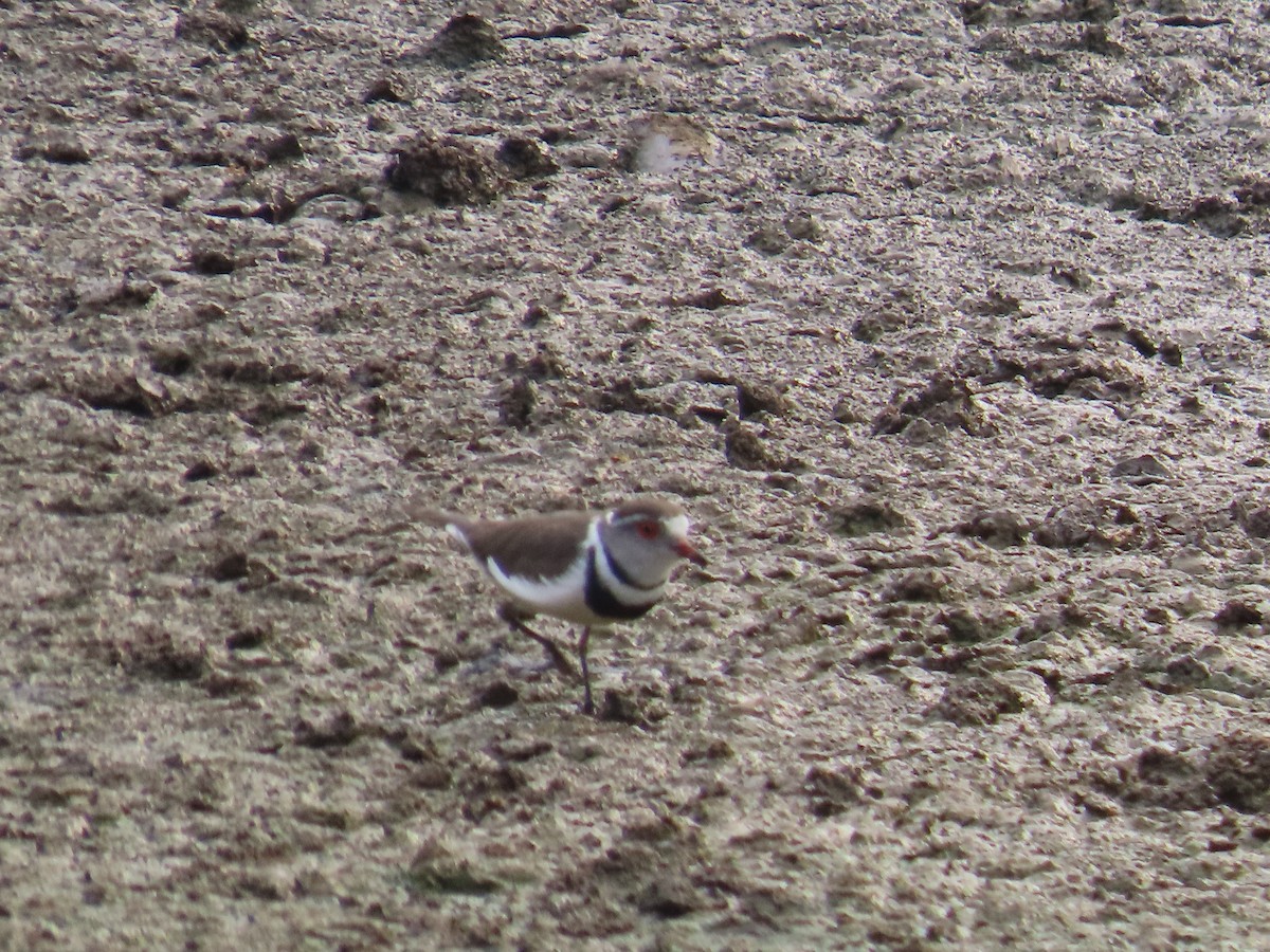 Chorlitejo Tricollar - ML644356400