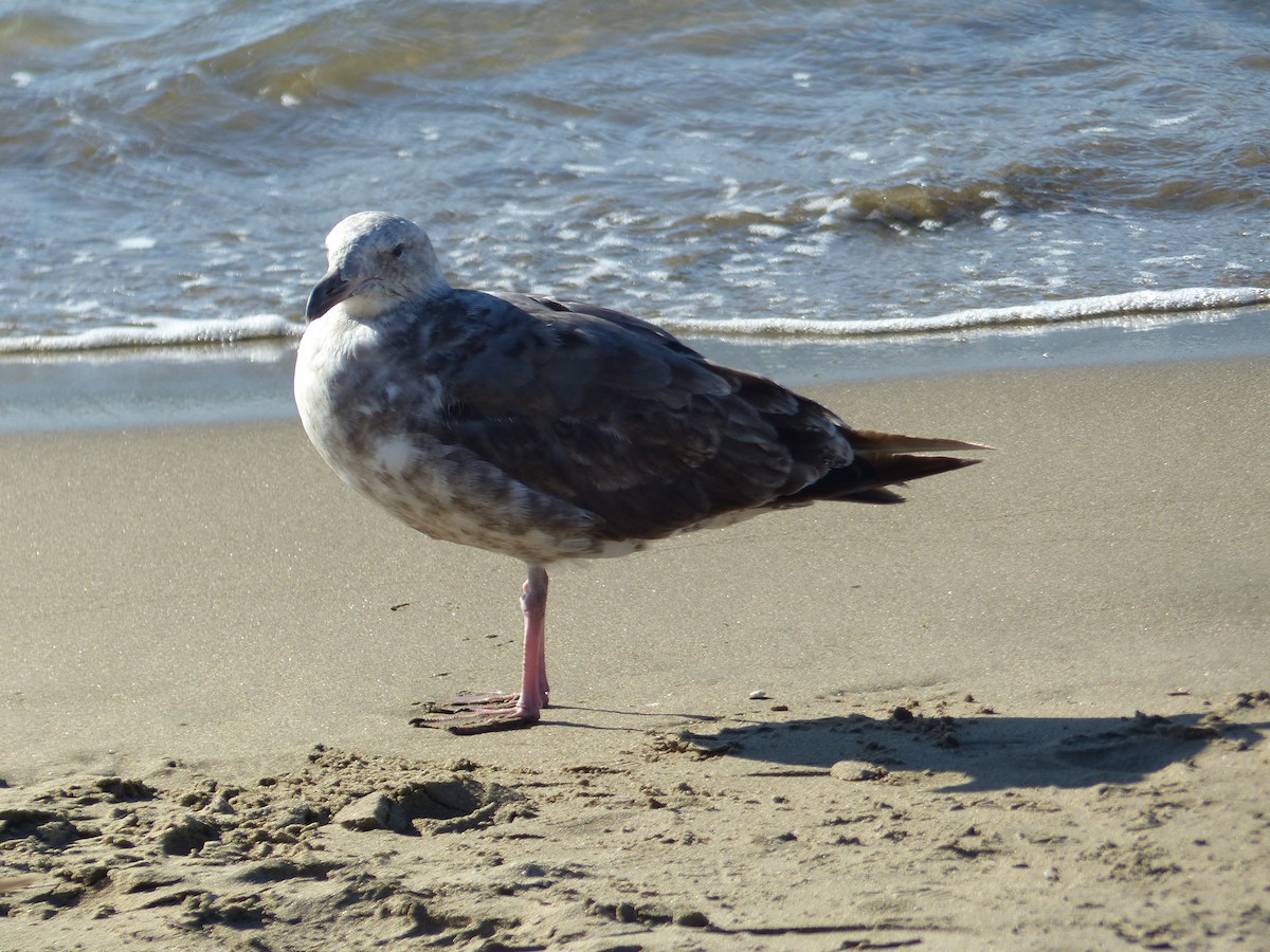 アメリカオオセグロカモメ - ML644356403