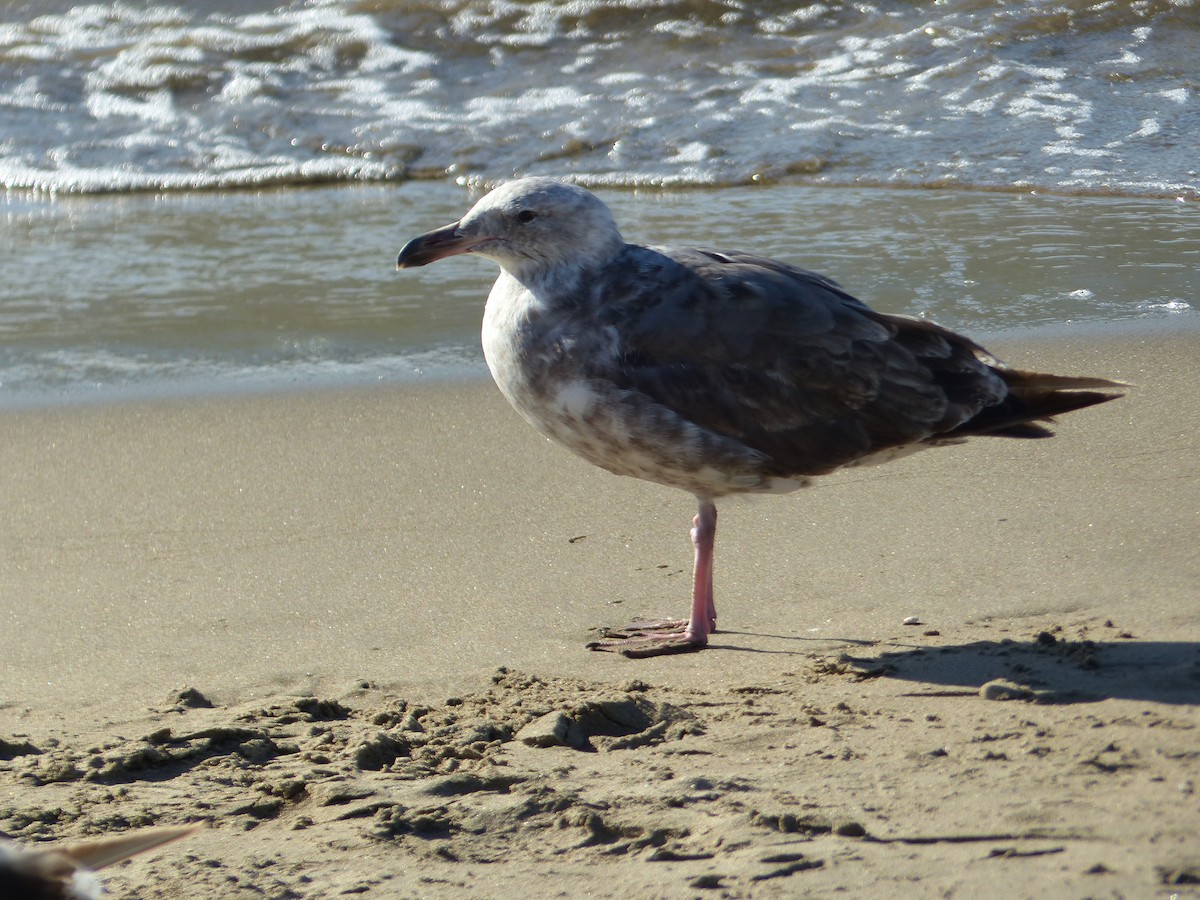 アメリカオオセグロカモメ - ML644356404