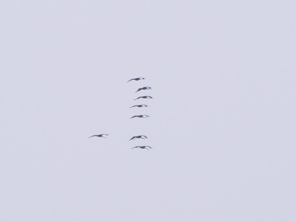 Hooded Crane - ML644356405