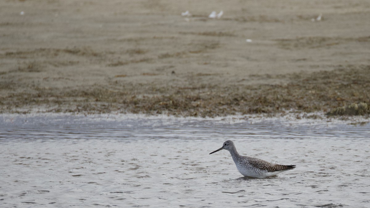 vodouš velký - ML644356409