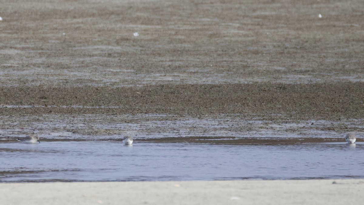 jespák obecný - ML644356412