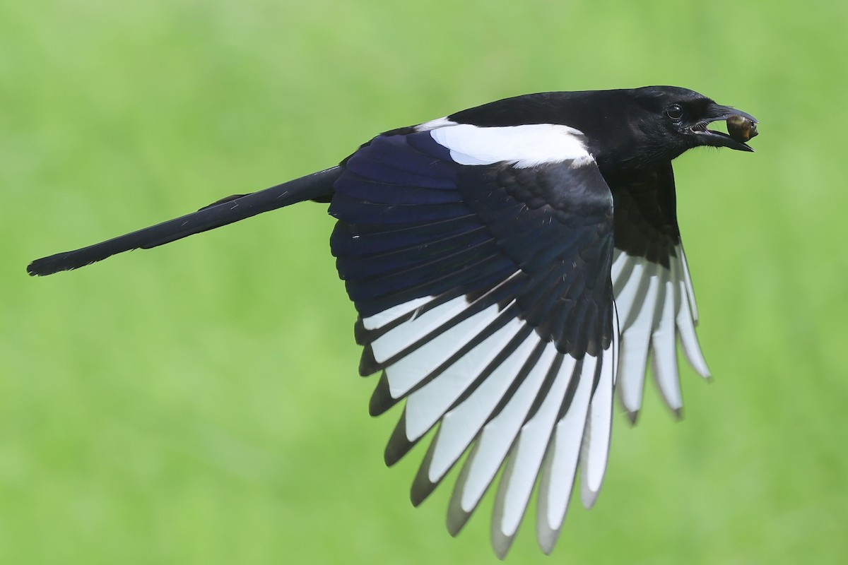 Oriental Magpie - ML644356416