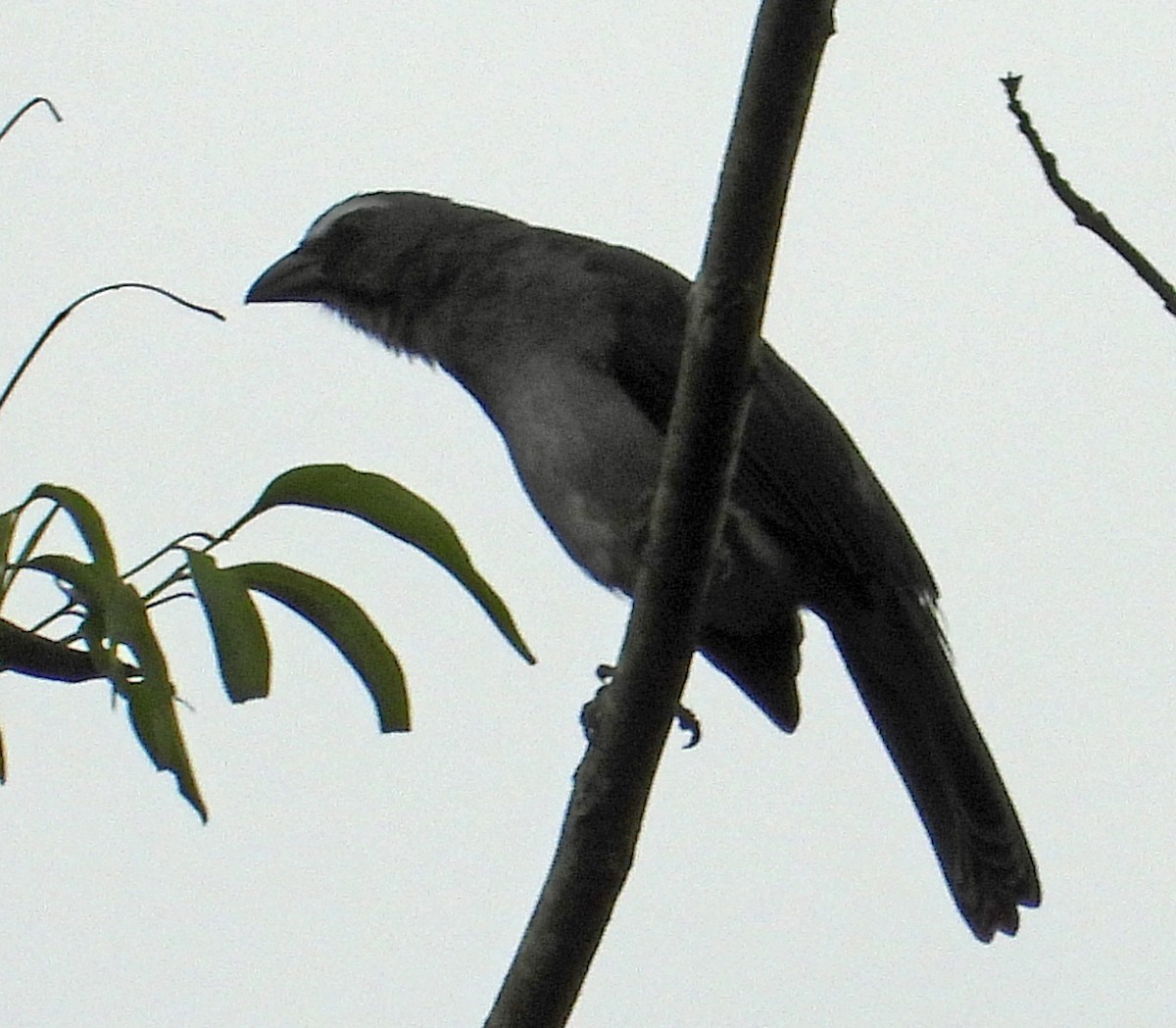 Bluish-gray Saltator - ML644356418