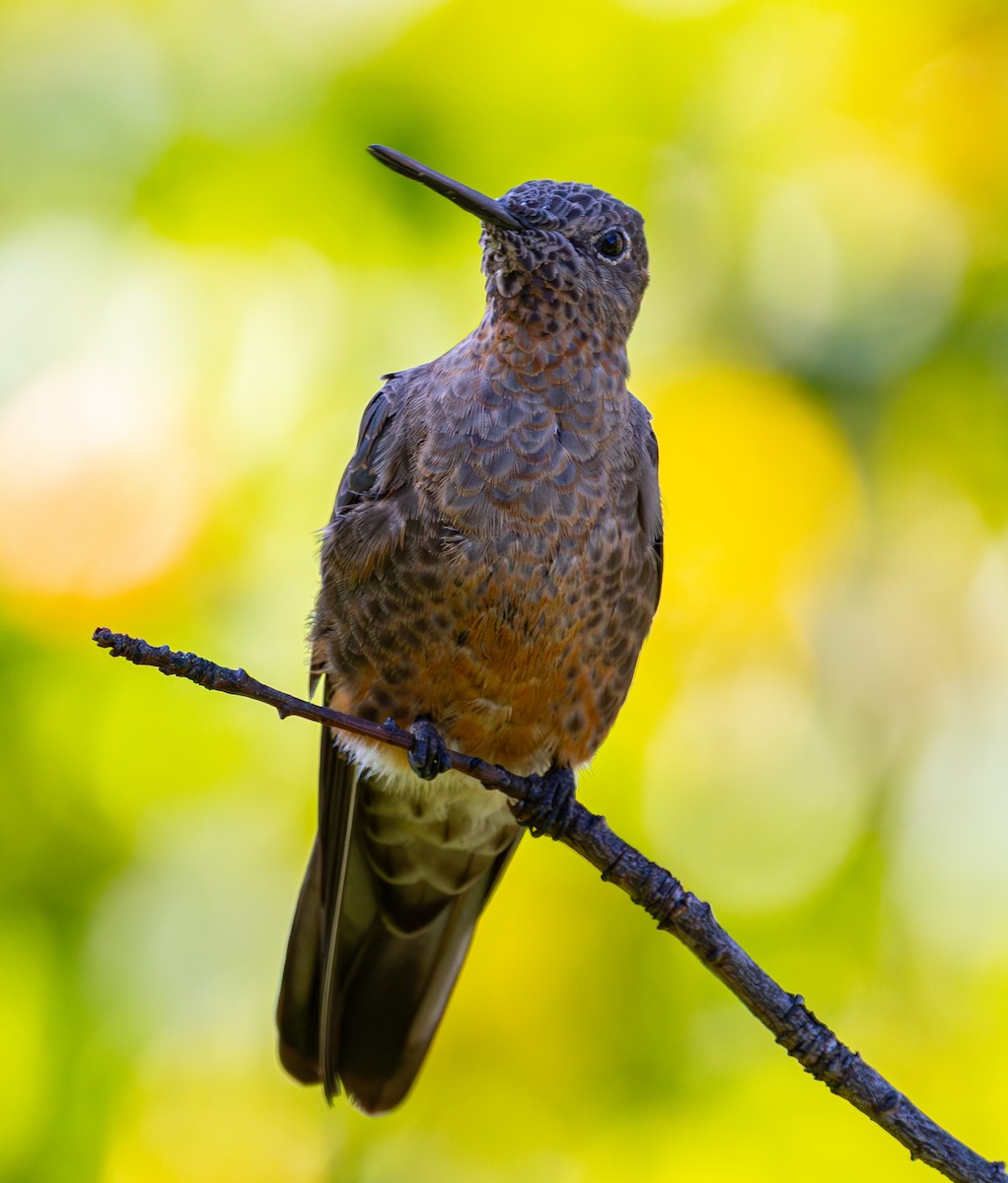 Giant Hummingbird - ML644356419