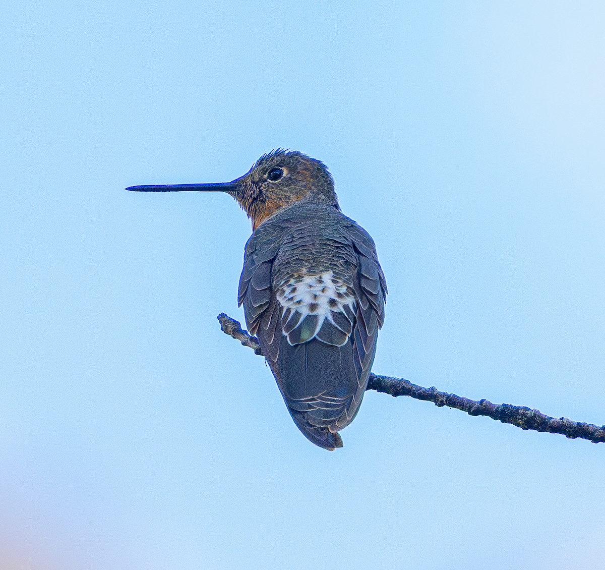 Giant Hummingbird - ML644356420
