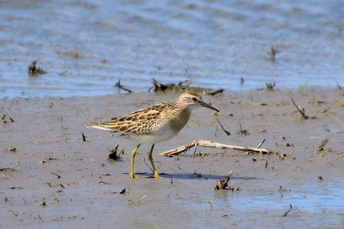 Sharp-tailed Sandpiper - ML644356421
