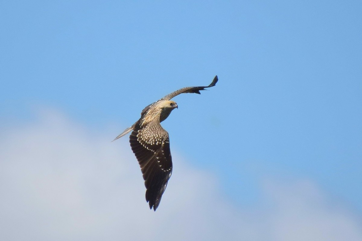 Whistling Kite - ML644356426