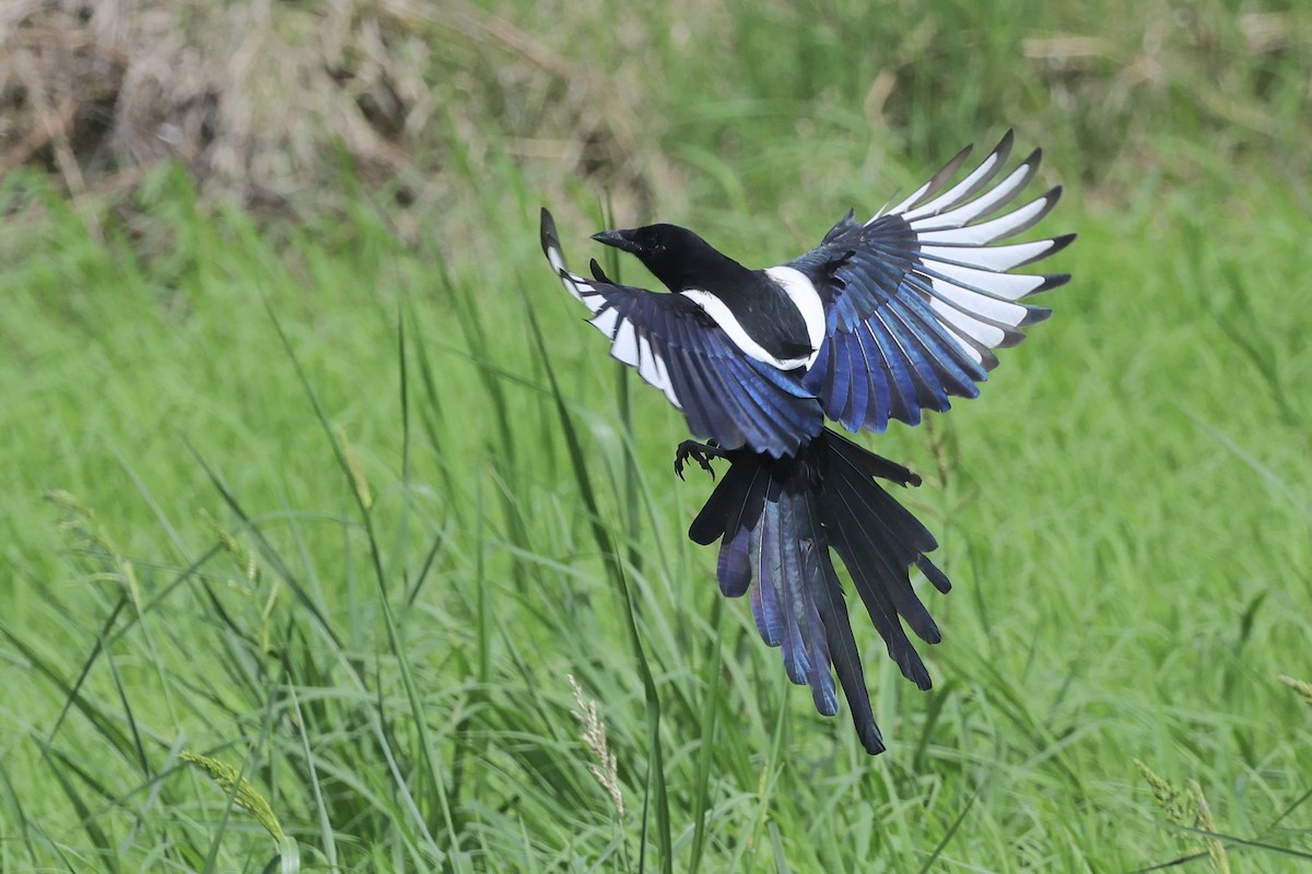 Oriental Magpie - ML644356427