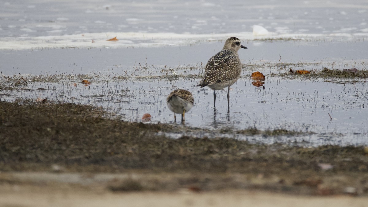 kulík hnědokřídlý - ML644356429