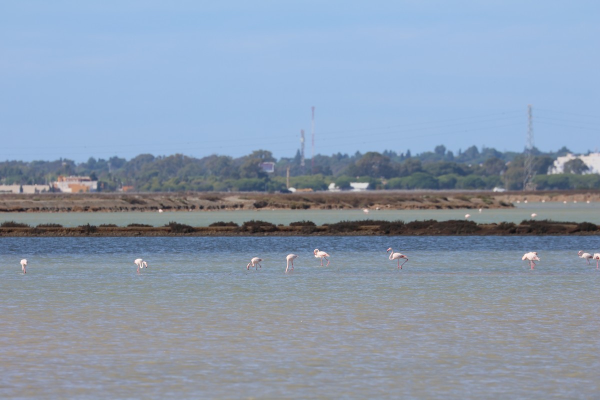Greater Flamingo - ML644356431