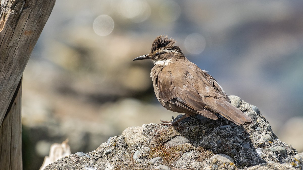 Cinclode à ventre sombre - ML644356432