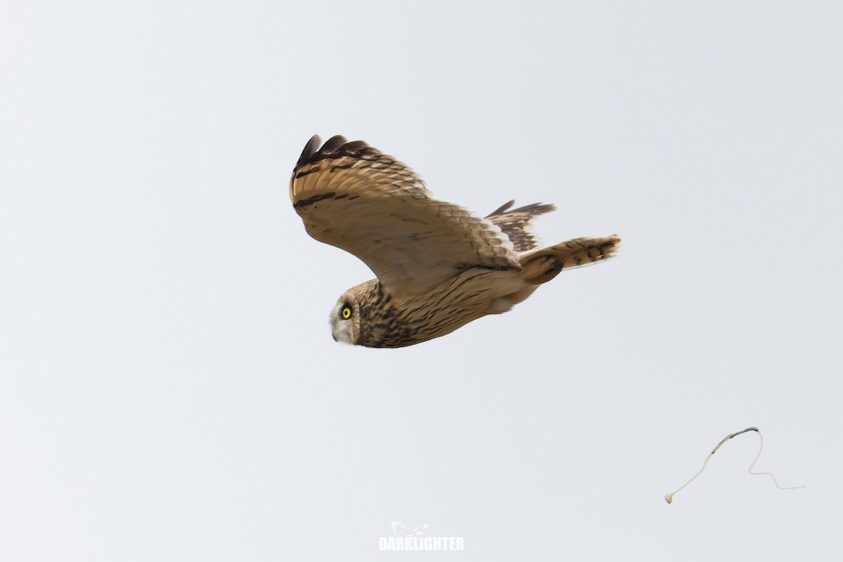 Zingira-hontza - ML644356442