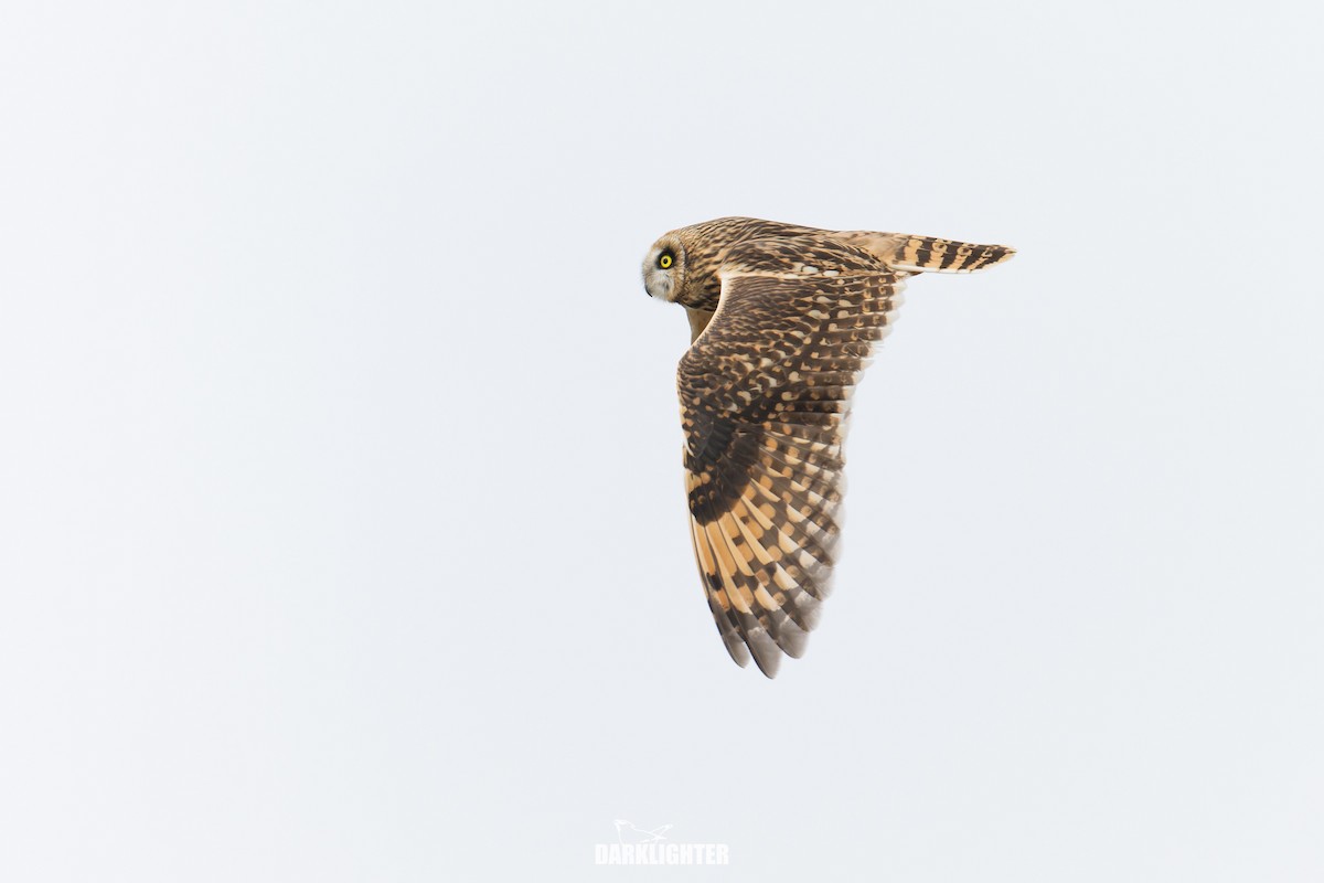 Zingira-hontza - ML644356443