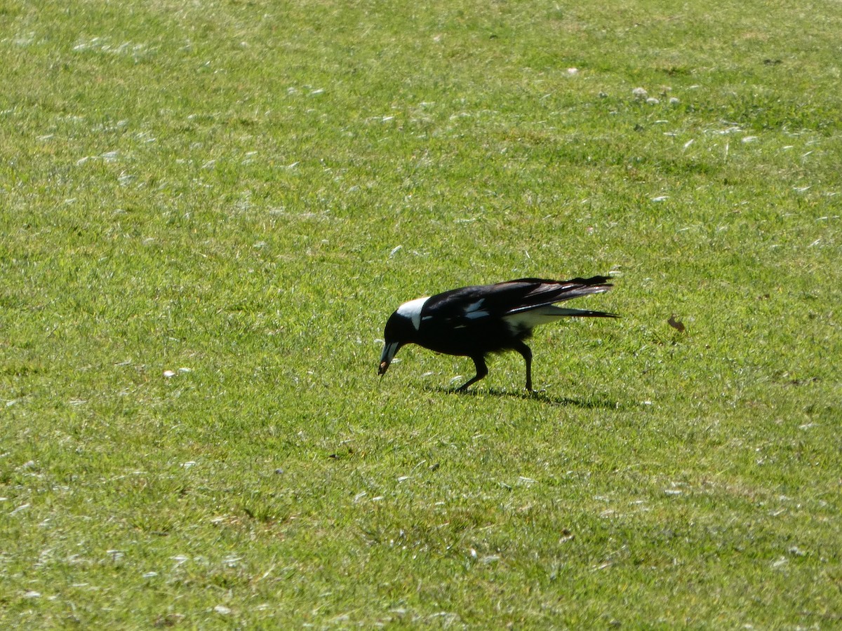 Cassican flûteur (telonocua/tyrannica) - ML644356447