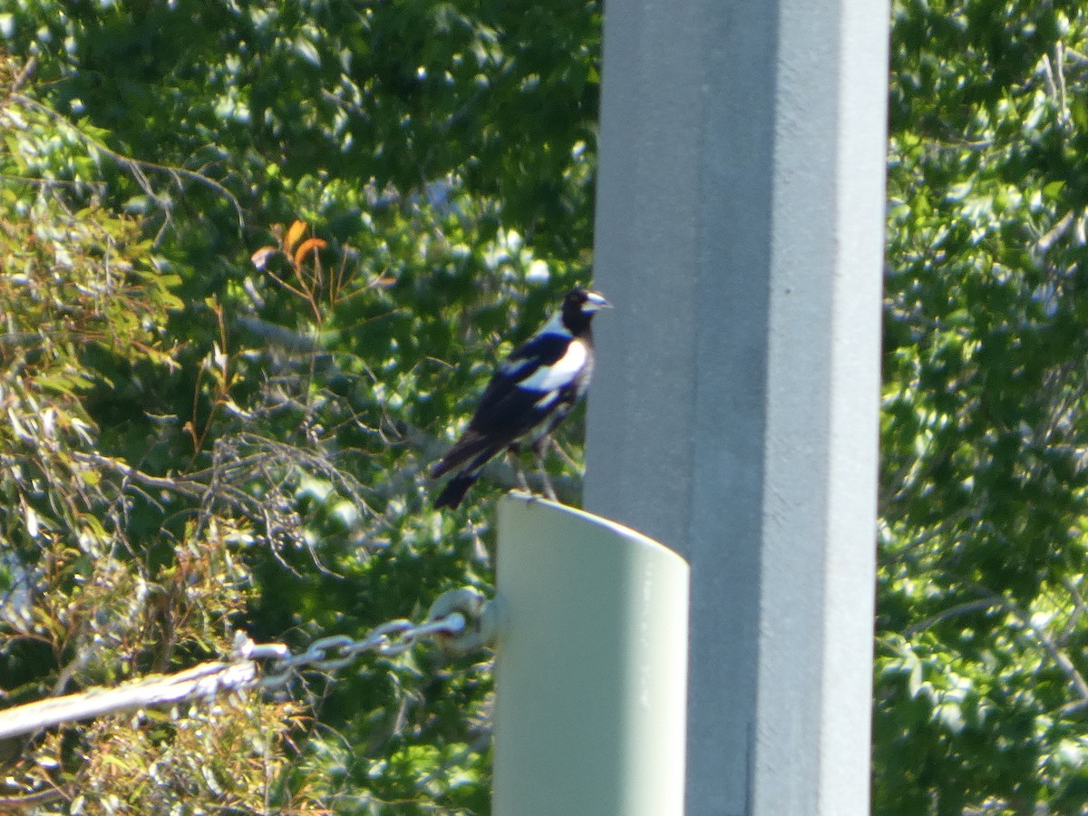 Cassican flûteur (telonocua/tyrannica) - ML644356448