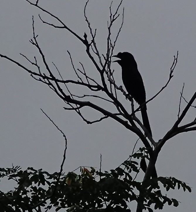 Drongo à raquettes - ML644356462