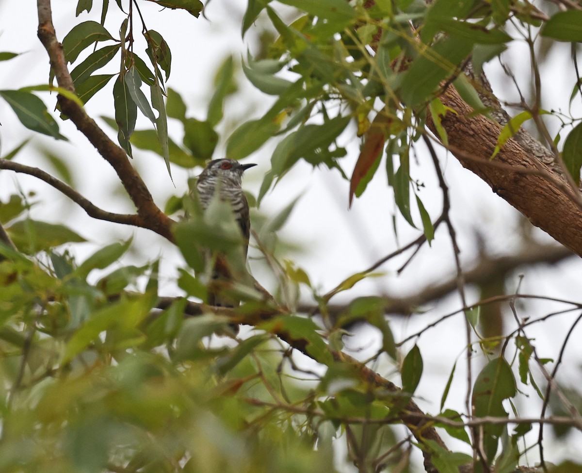 pygmégjøk - ML644356464