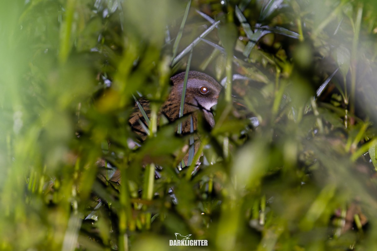 東亞秧雞 - ML644356465