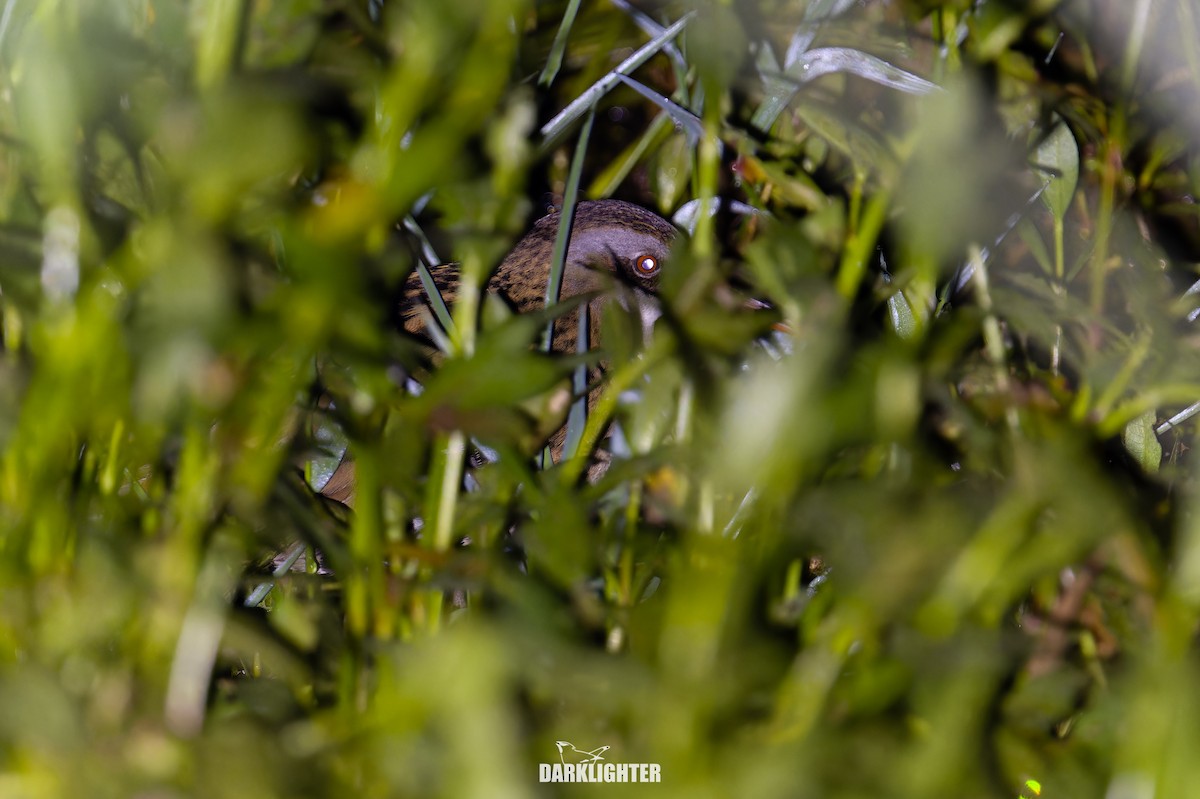 東亞秧雞 - ML644356466