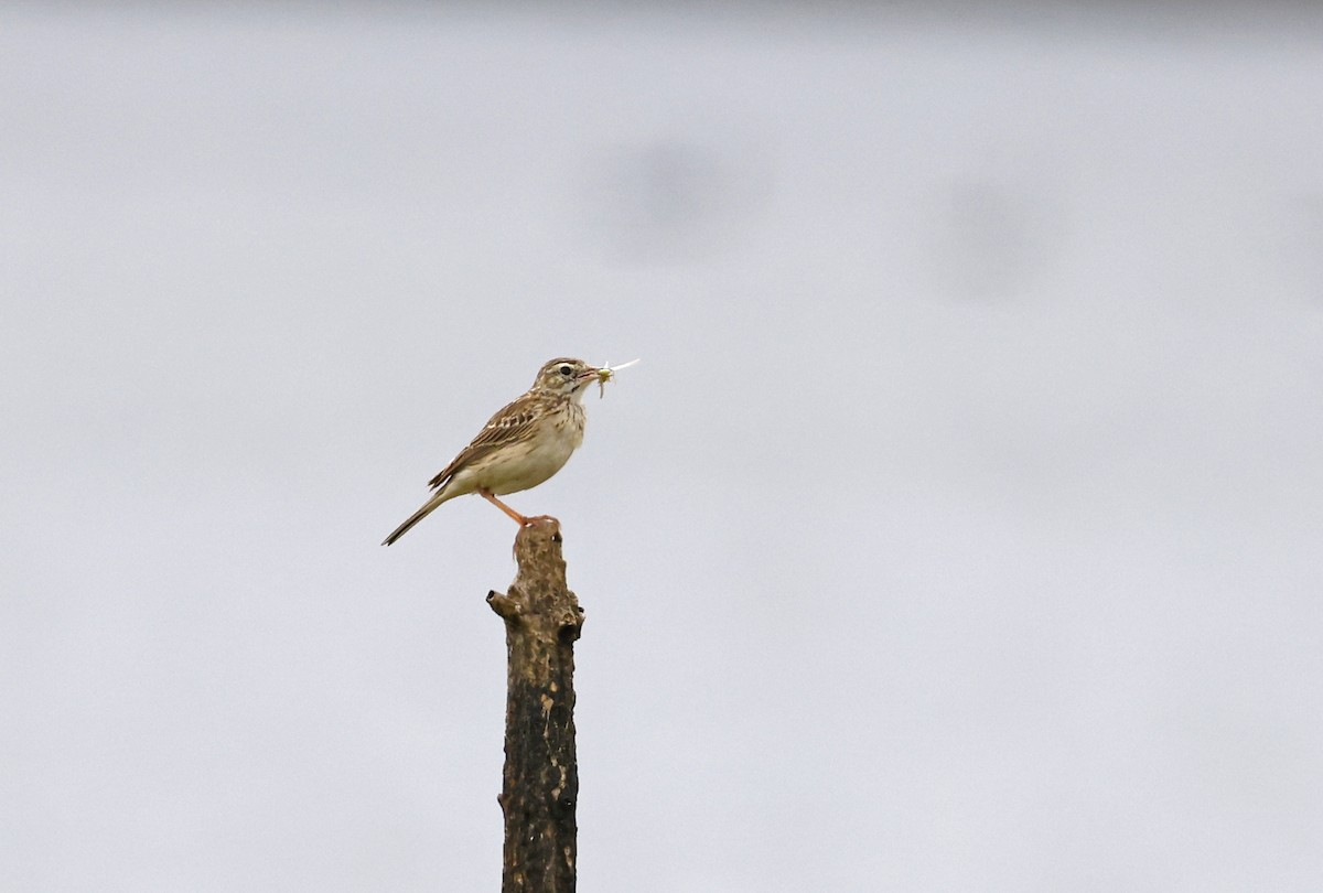 Australian Pipit - ML644356468