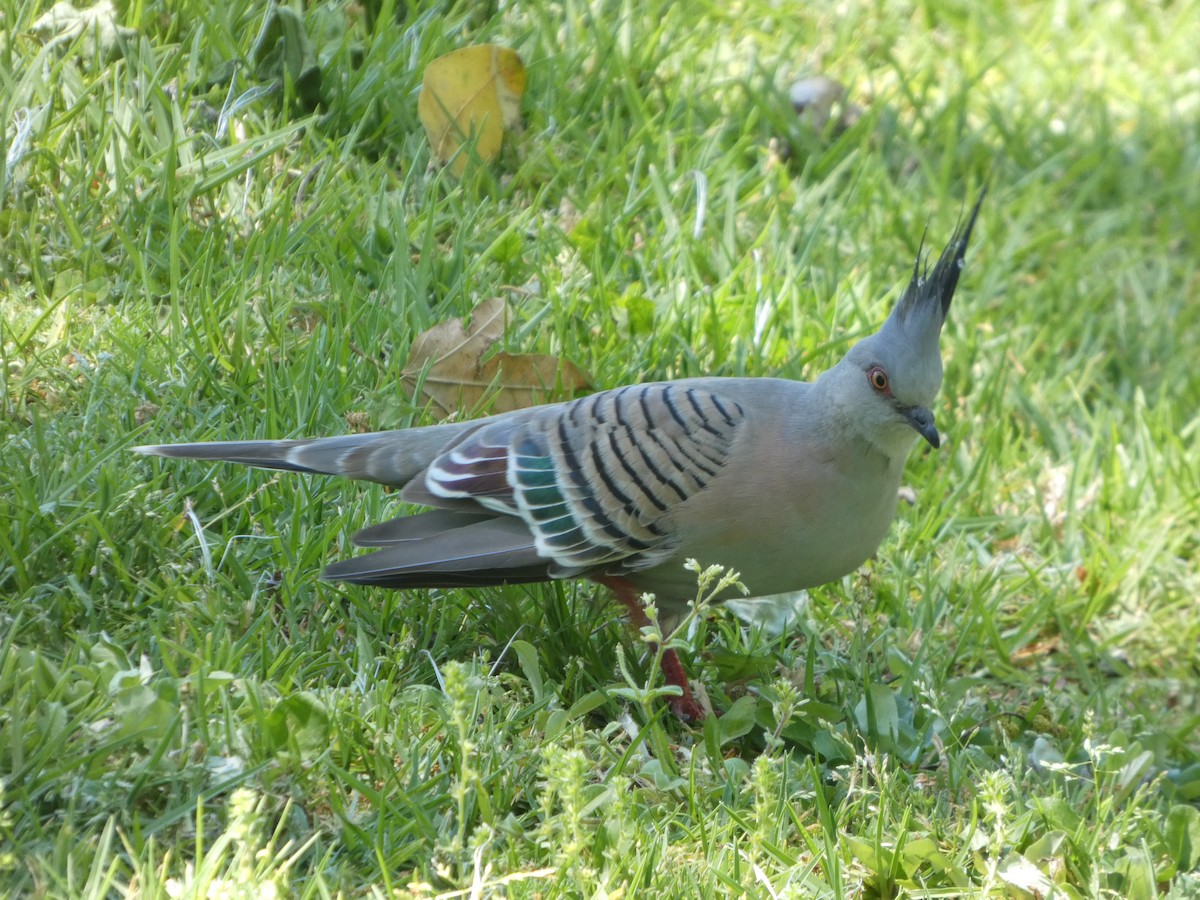 Crested Pigeon - ML644356474