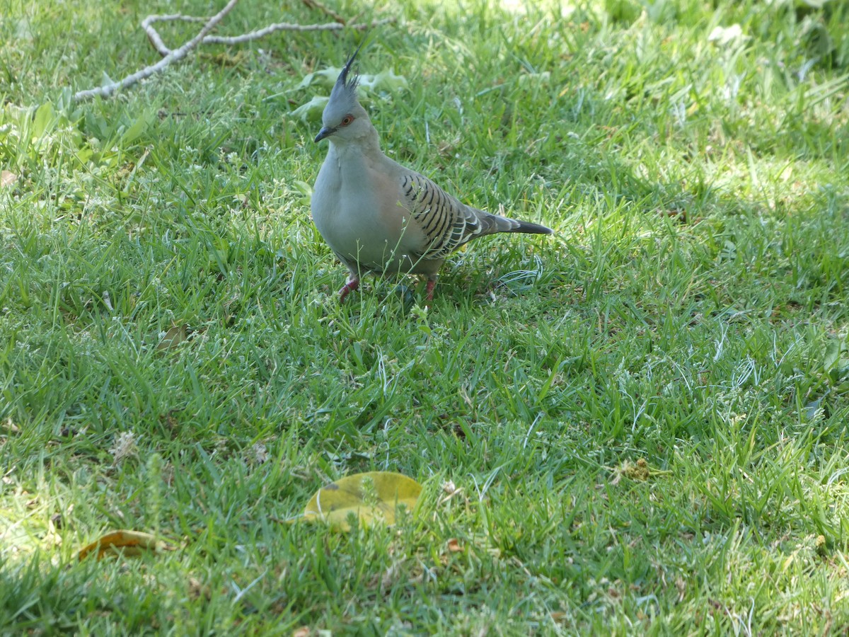 Crested Pigeon - ML644356475