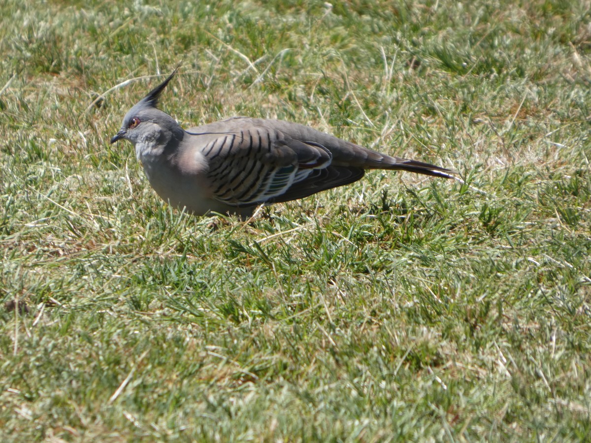 Crested Pigeon - ML644356476