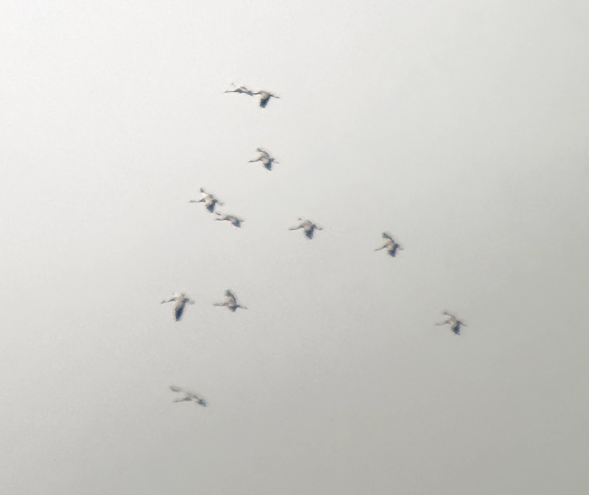 Common Crane - ML644356479