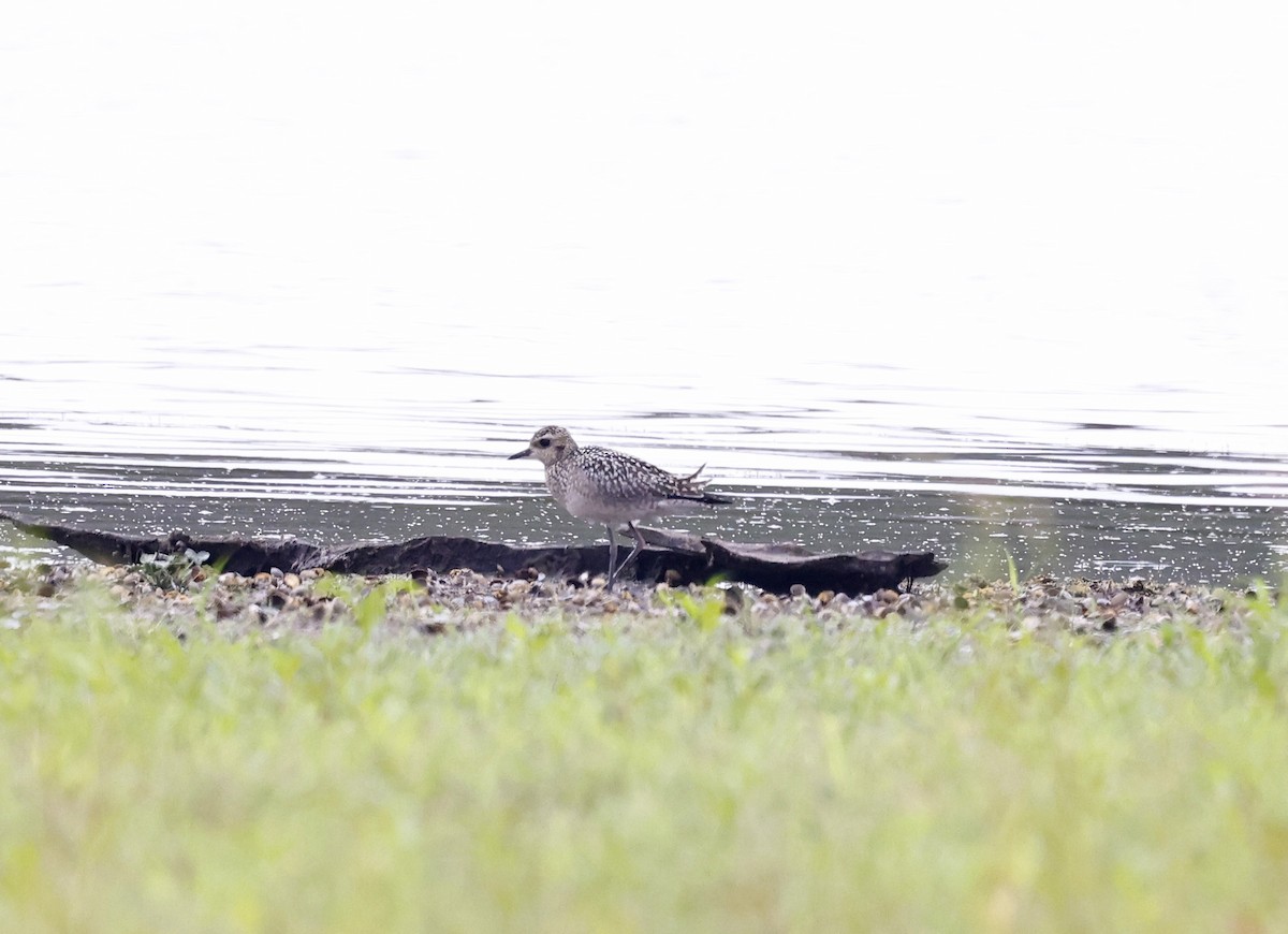 太平洋金斑鴴 - ML644356481