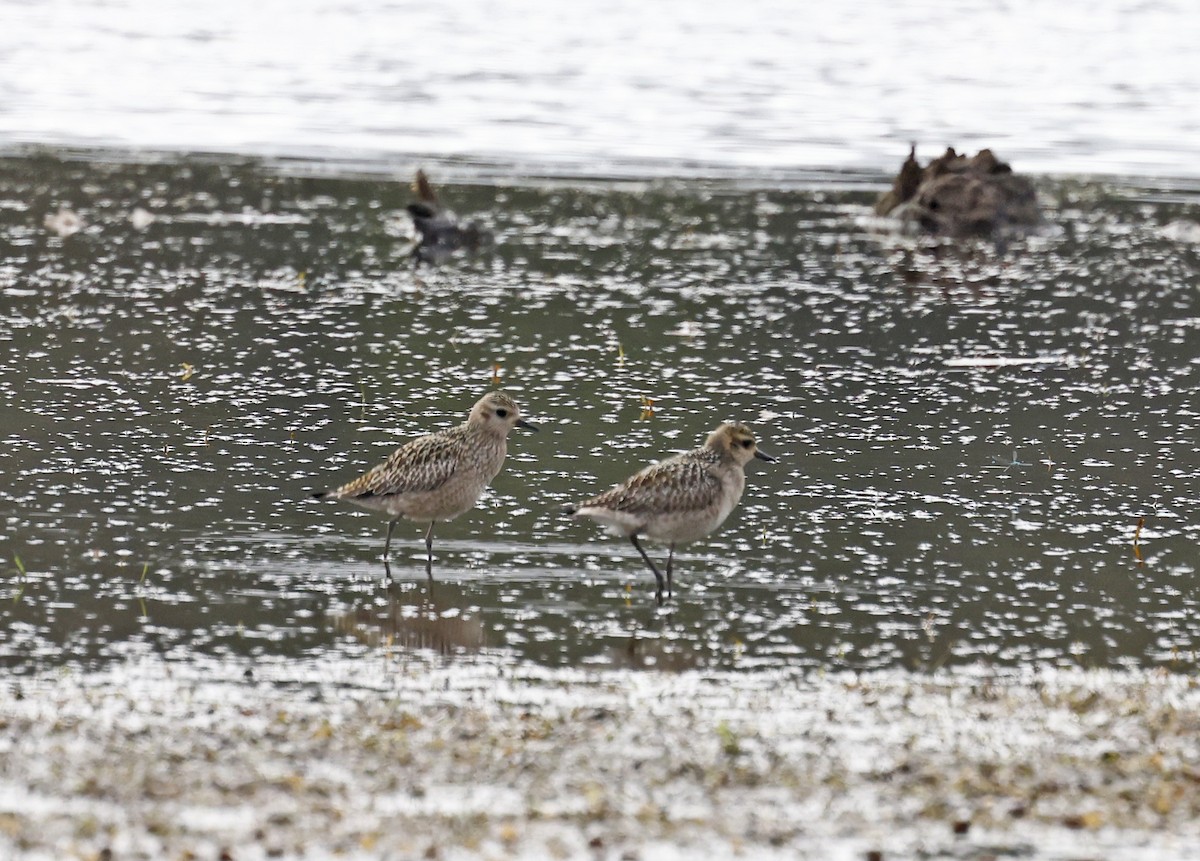 太平洋金斑鴴 - ML644356482