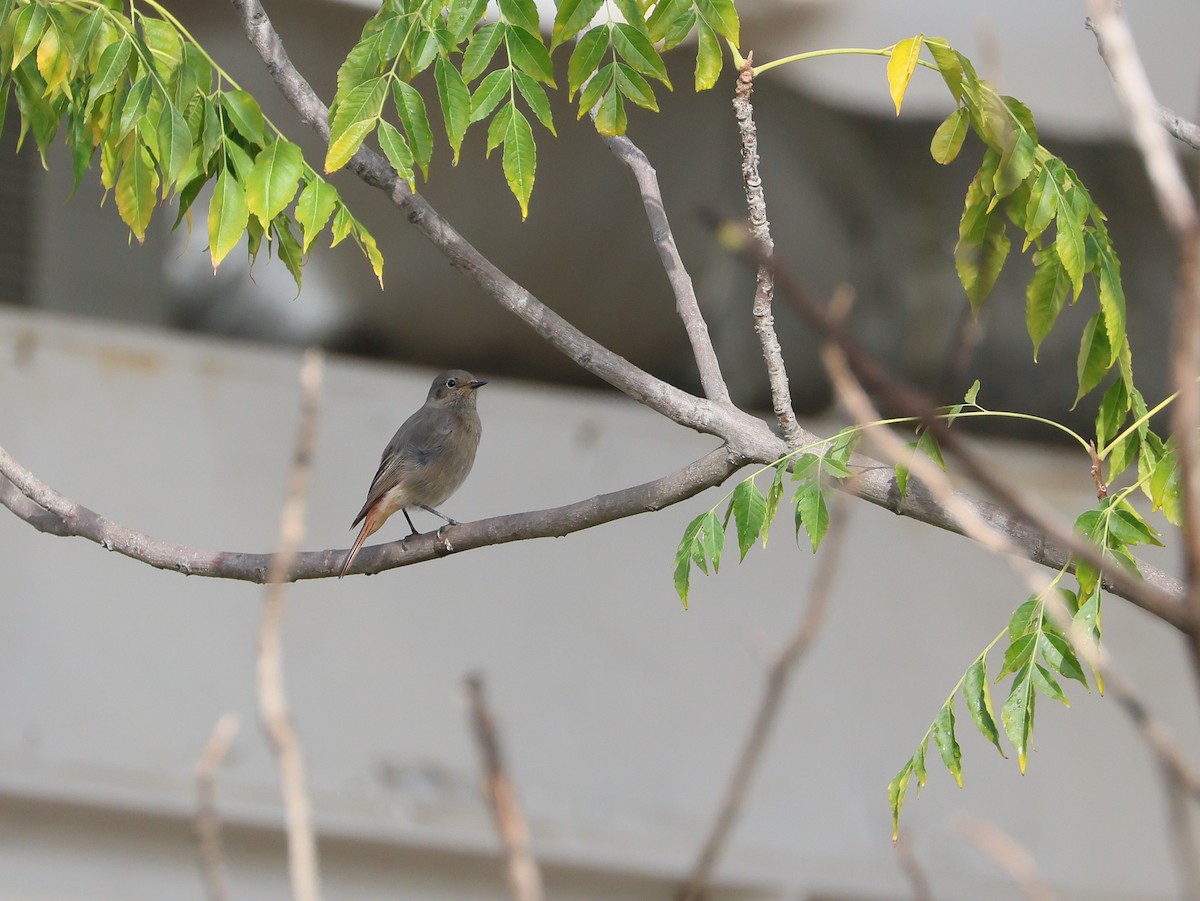 Black Redstart - ML644356484