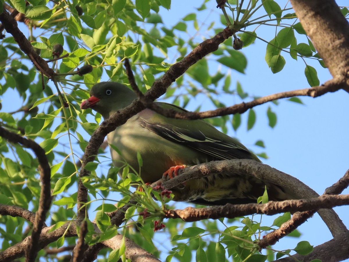 African Green-Pigeon - ML644356490