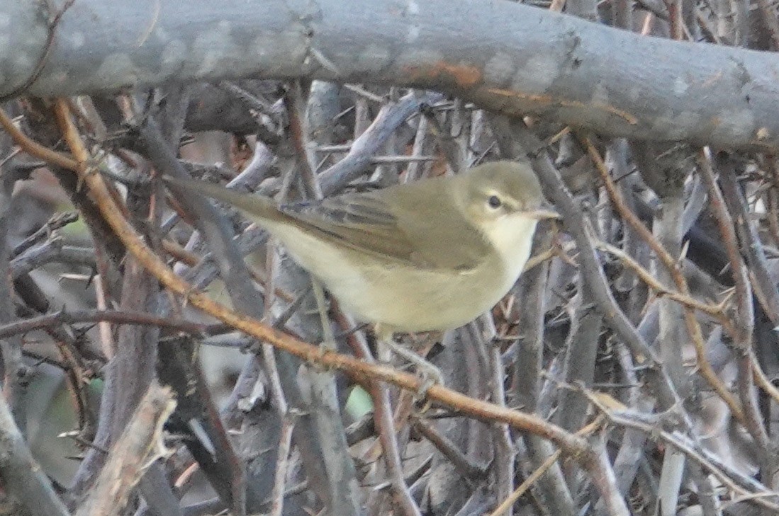 Rousserolle des buissons - ML644356491