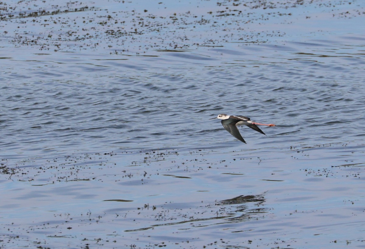 Black-winged Stilt - ML644356494