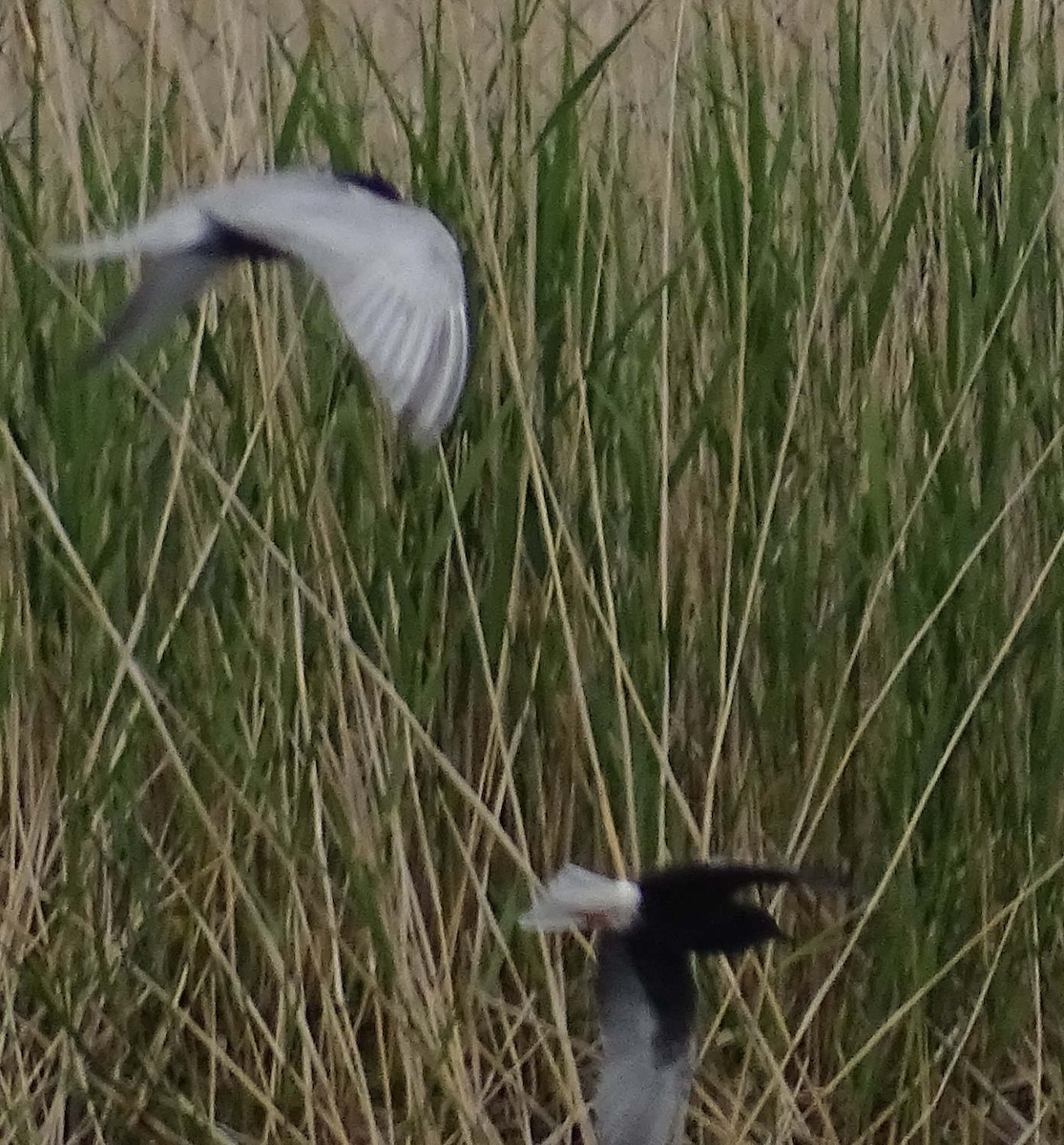 hvitvingesvartterne - ML644356497