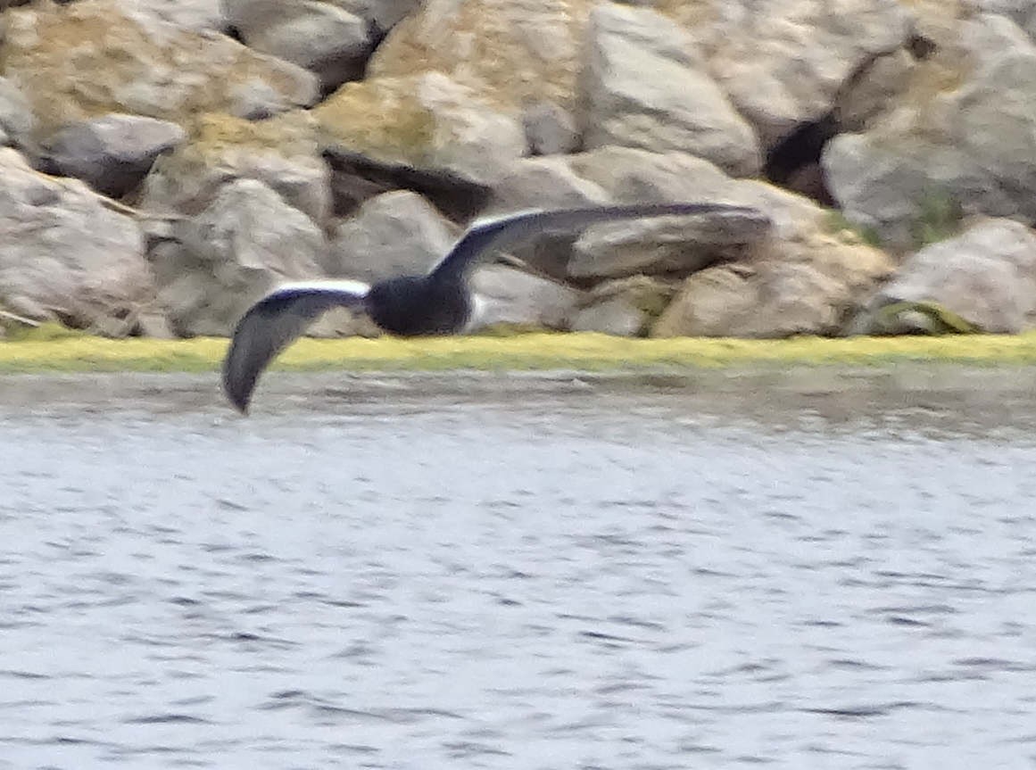 hvitvingesvartterne - ML644356499